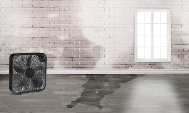 Best Water damage restoration near me  in St Paul, TX